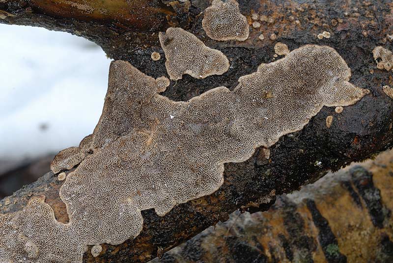 Su corteccia forse di Acero (Datronia mollis)