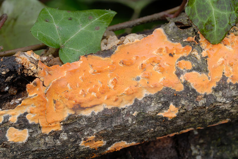 Crosticina arancio (Peniophora incarnata)