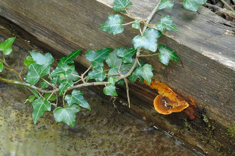 Lignicolo aranciato - foto 2534 (Gloeophyllum sp.)