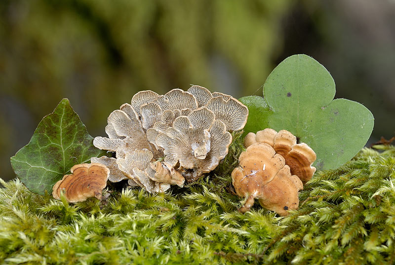 Probabilmente Plicaturopsis crispa  (Plicaturopsis crispa)