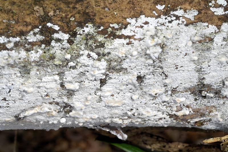 Crosta bianca del 10 febbraio - (Hyphodontia sambuci)