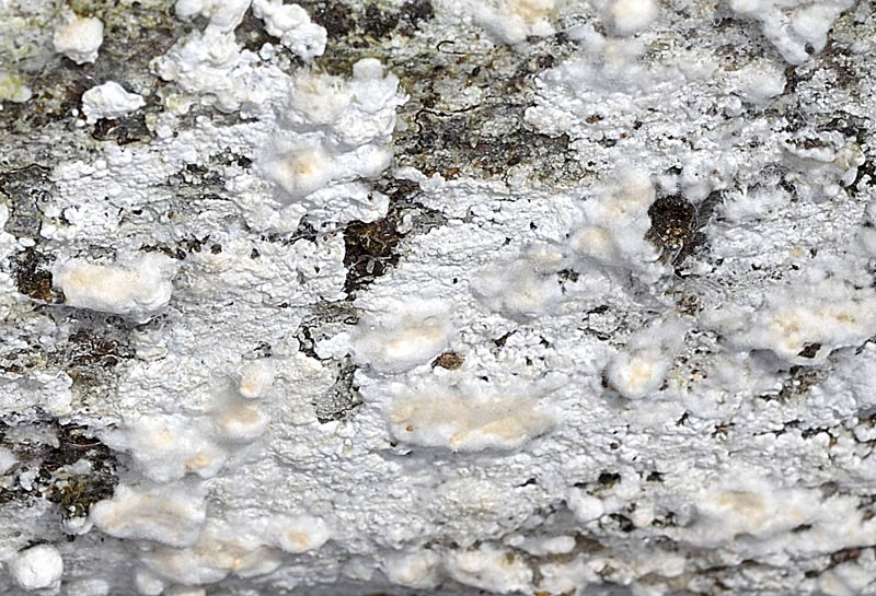 Crosta bianca del 10 febbraio - (Hyphodontia sambuci)