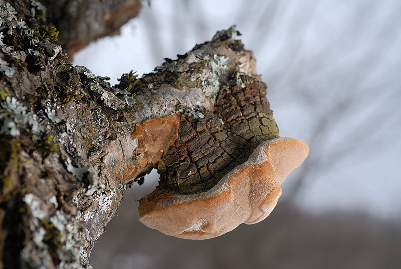 Un Phellinus di oggi - foto 2988