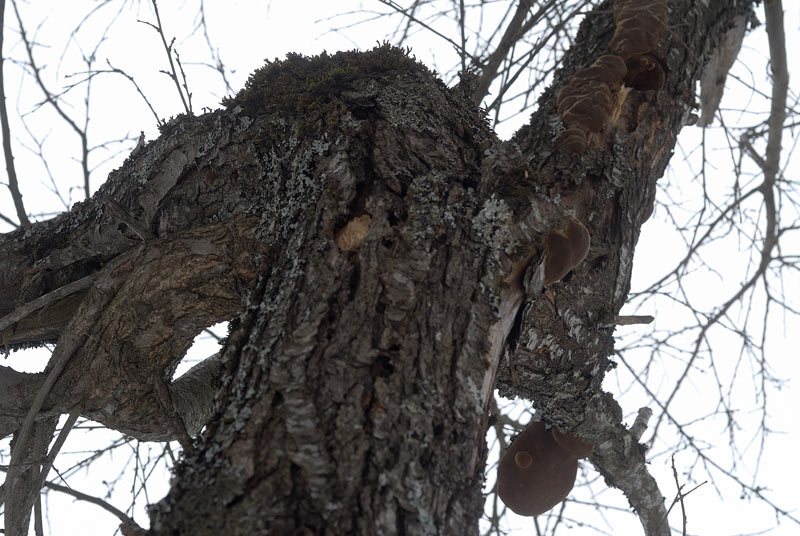 Un Phellinus di oggi - foto 2988