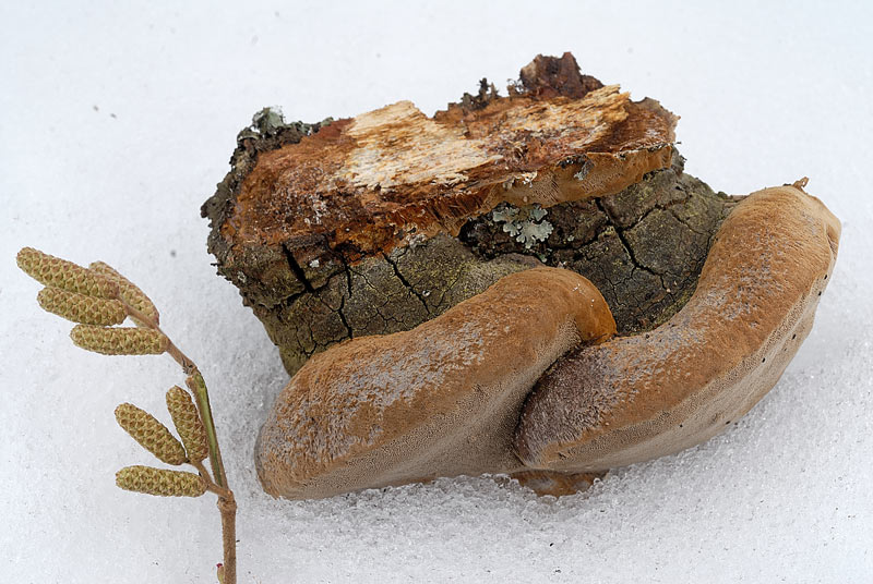 Un Phellinus di oggi - foto 2988