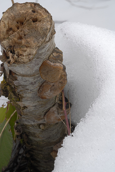 Un Phellinus di oggi - foto 2988