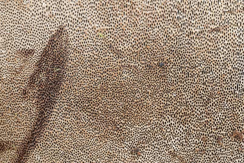 Un Ganoderma se siete d''accordo - foto 3025 (Phellinus sp.)