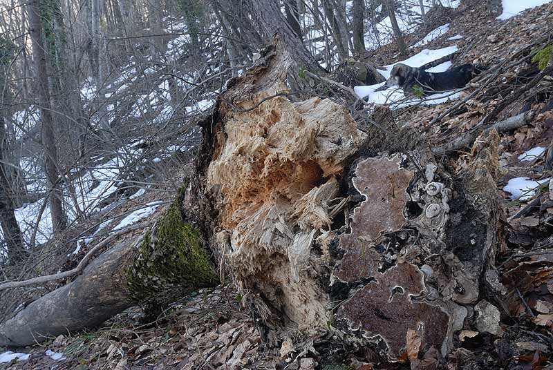 Sempre Phellinus?