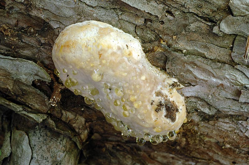 Fomitopsis pinicola su Pino