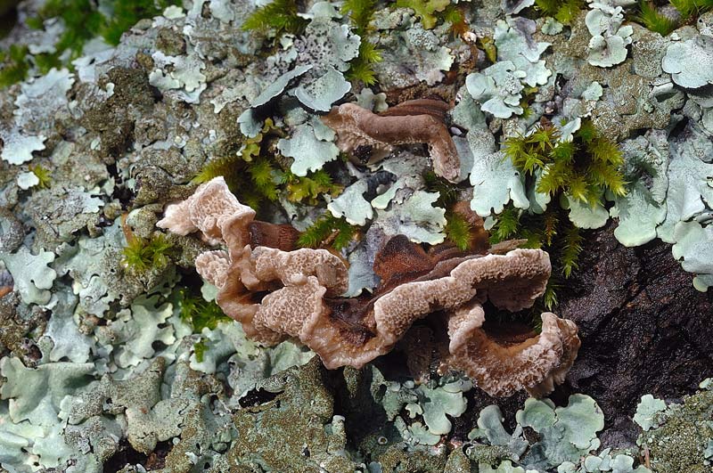 Dove arrivano i lignicoli? - foto 0886 (Trametes sp.)