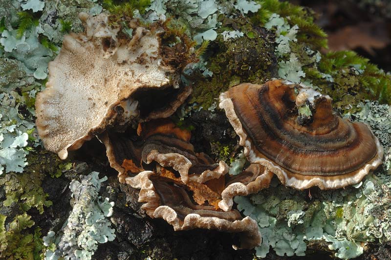 Dove arrivano i lignicoli? - foto 0886 (Trametes sp.)