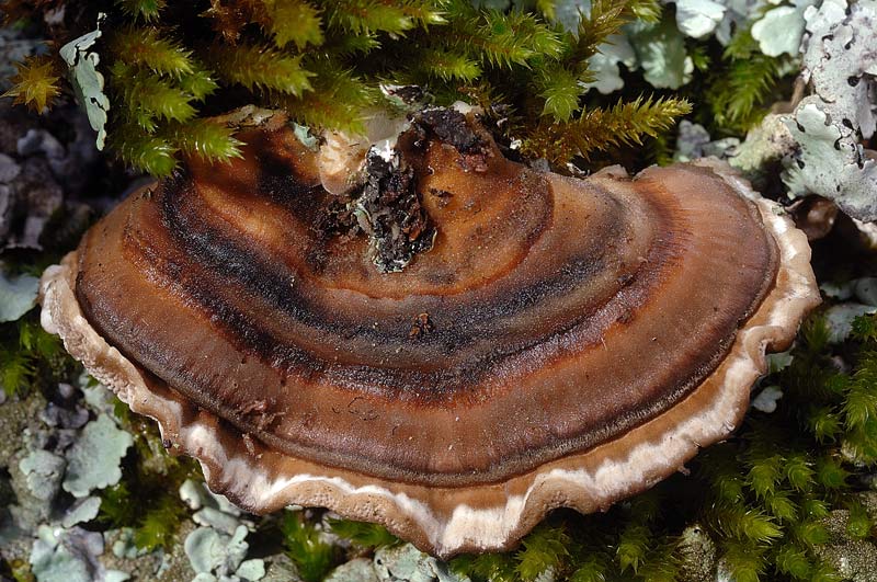 Dove arrivano i lignicoli? - foto 0886 (Trametes sp.)