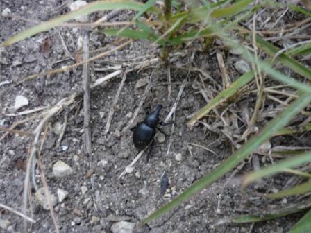 Carabidae.Di che specie si tratta?