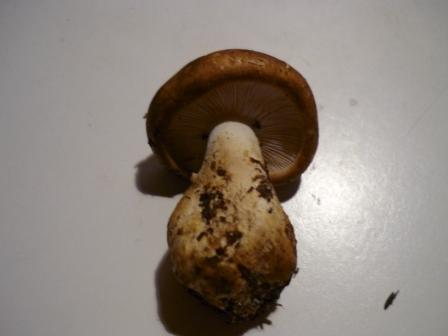 Si che si tratta? (Leucopaxillus amarus)