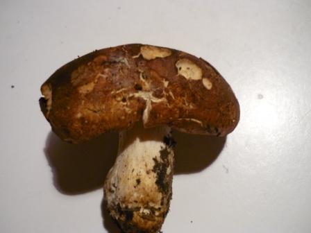 Si che si tratta? (Leucopaxillus amarus)