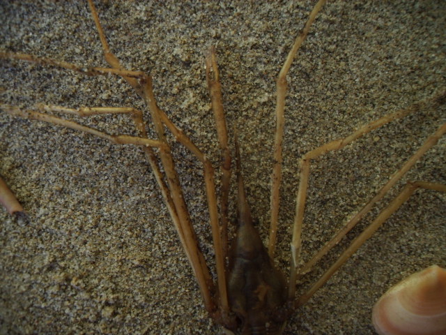 Macropodia sp.