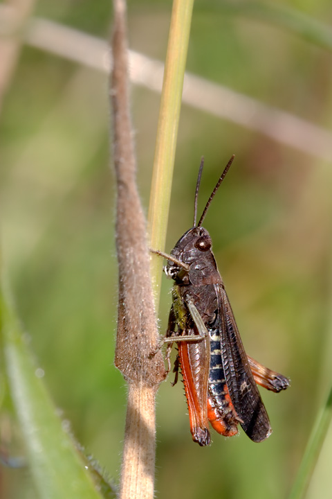 Glyptobothrus brunneus...credo..