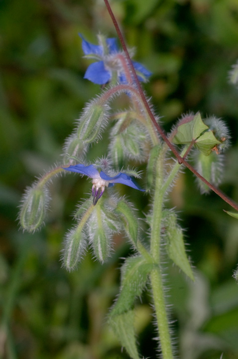 Borago officinalis