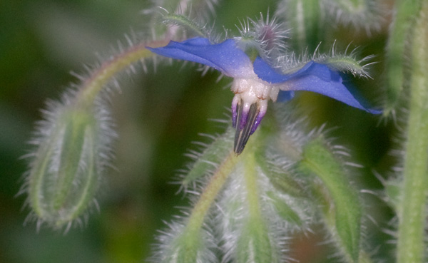 Borago officinalis