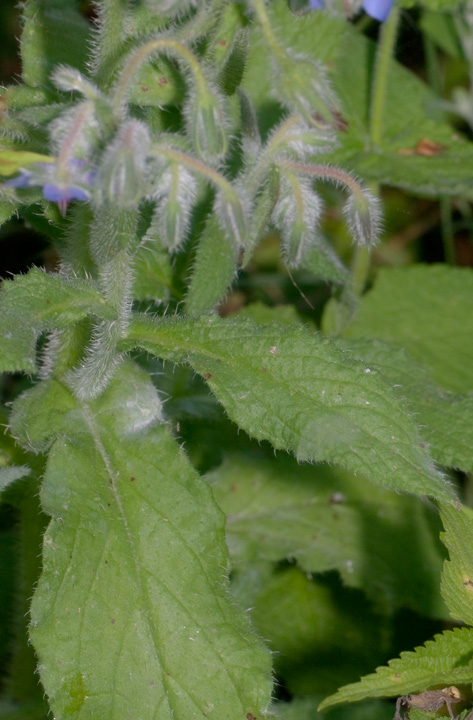 Borago officinalis