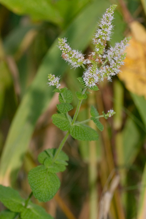 Mentha suaveolens / Menta a foglie rotonde