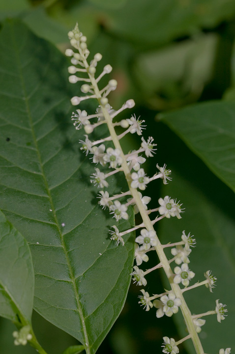 Phytolacca americana