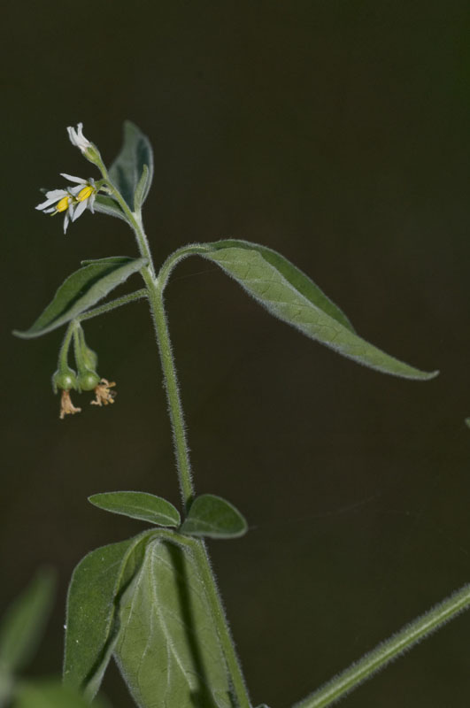 da determinare 2 - Solanum sp.