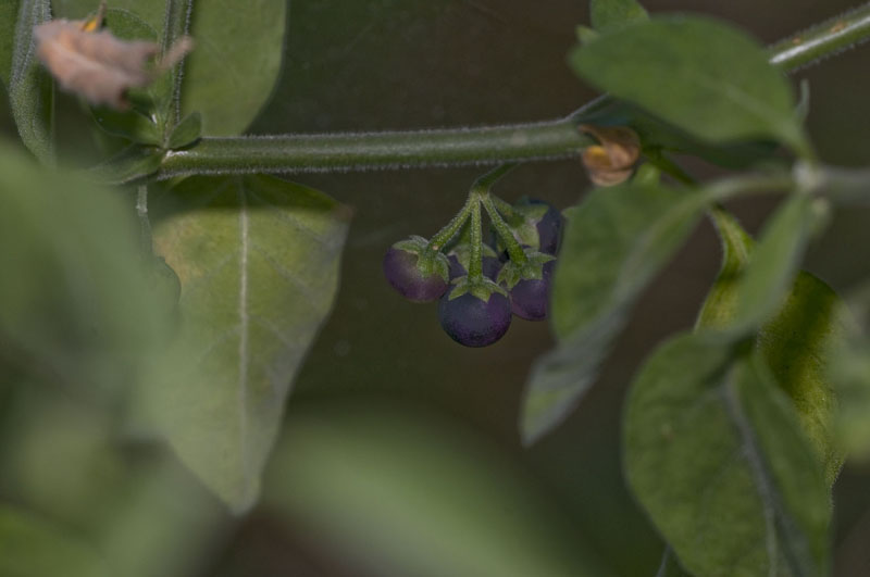 Solanum nigrum