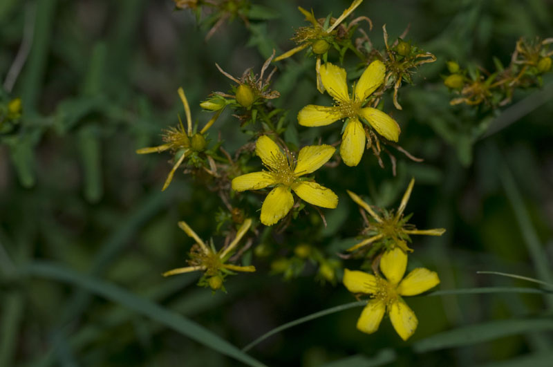 da determinare 5 - Hypericum sp.