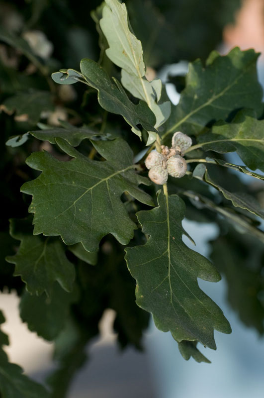 Quercus sp.