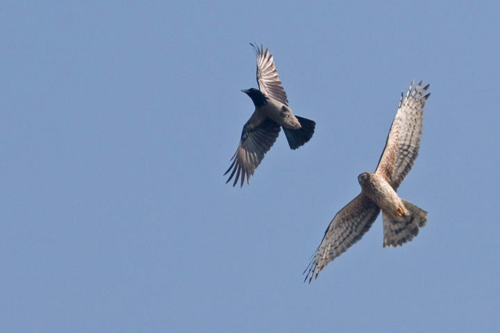 Albanella reale VS cornacchia grigia