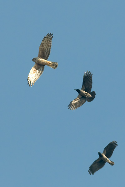 Albanella reale VS cornacchia grigia