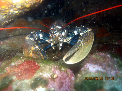 Astice Homarus gammarus