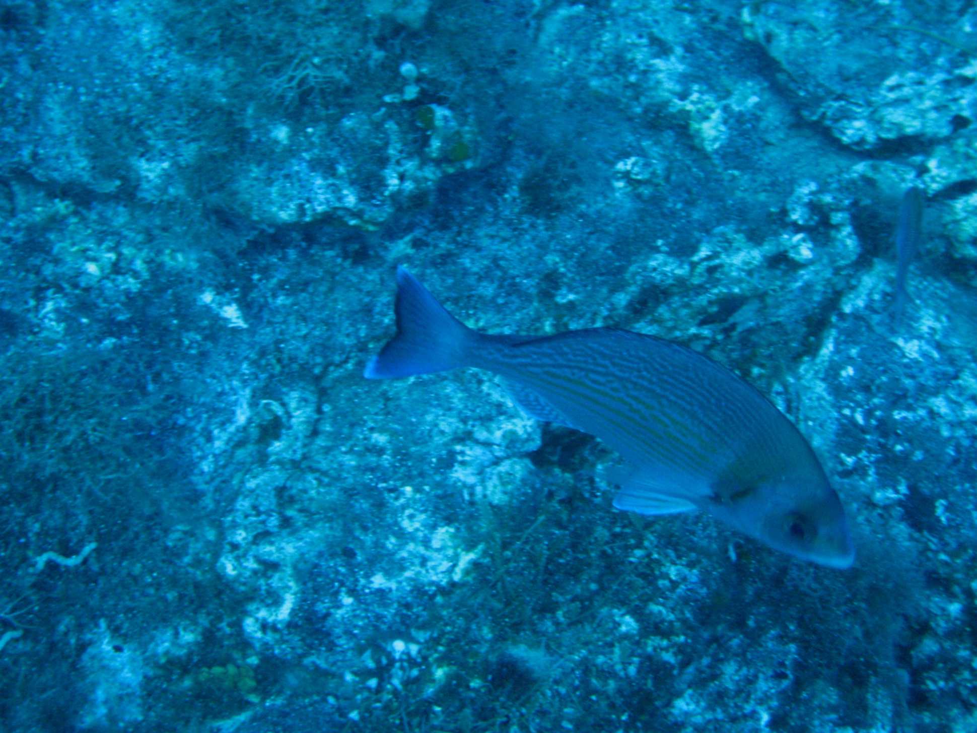 Spondyliosoma cantharus (Tanuta)