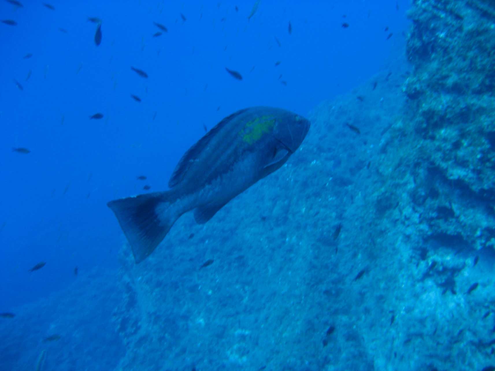 Epinephelus costae (Dotto o Cernia dorata)