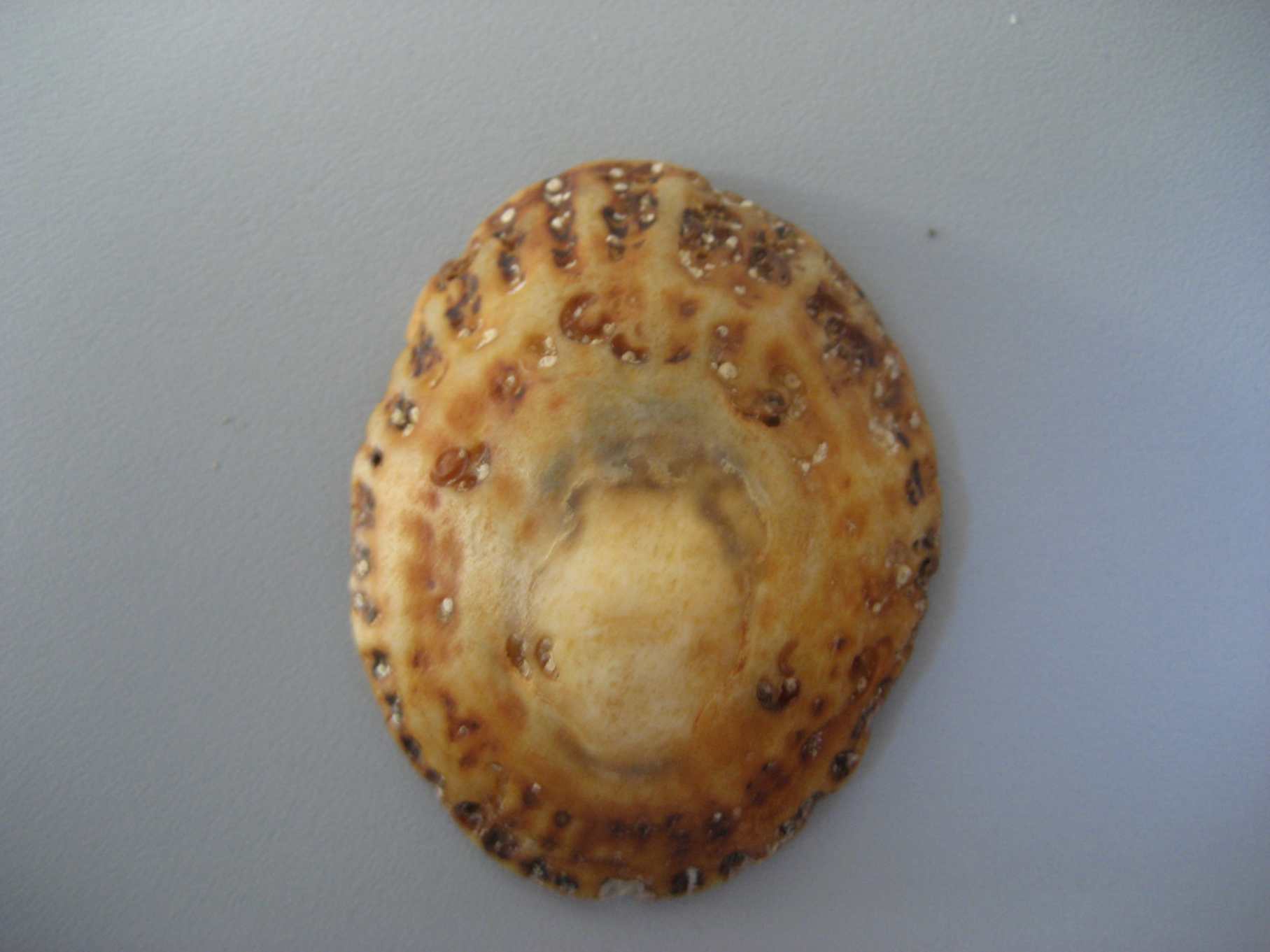 Patella nigra