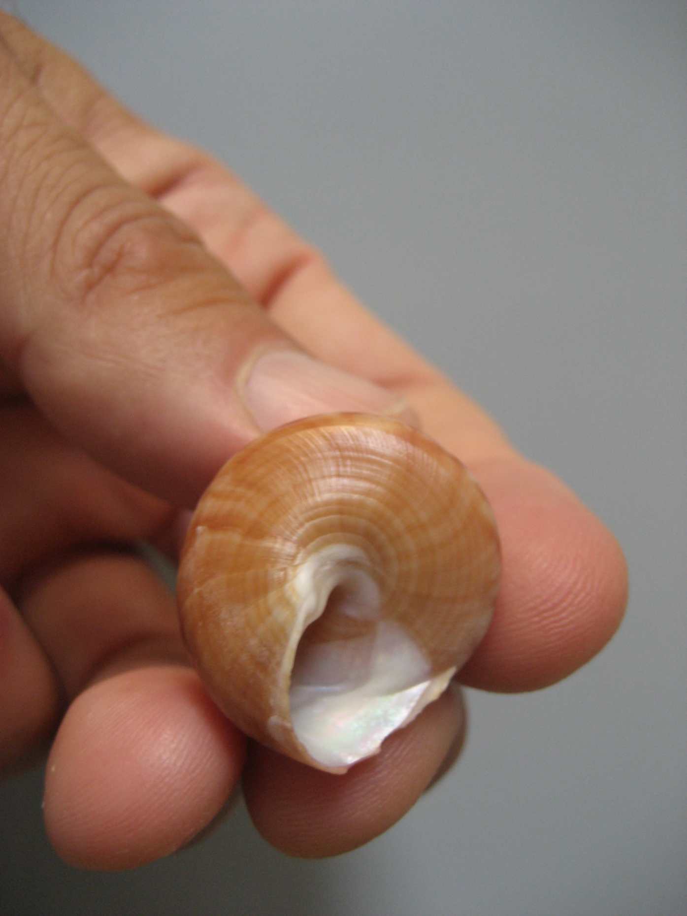 Calliostoma...