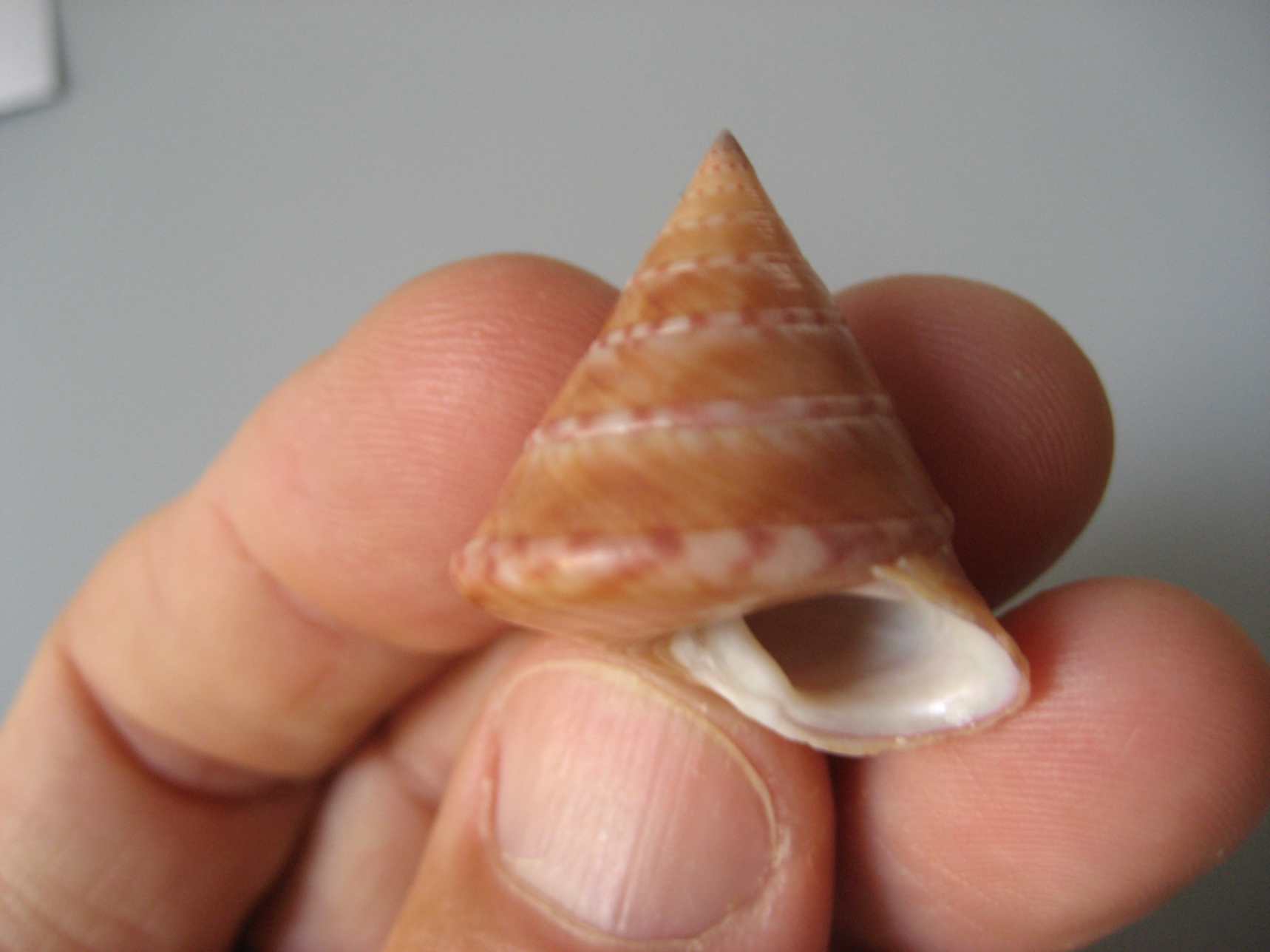 Calliostoma...