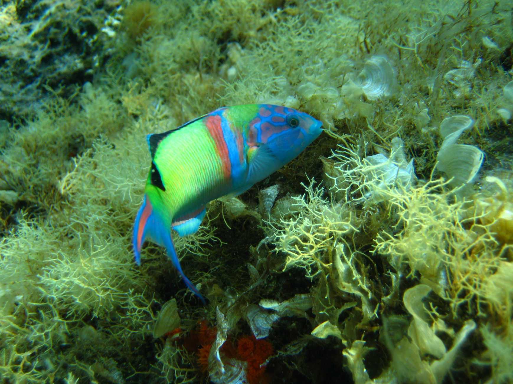 Thalassoma pavo