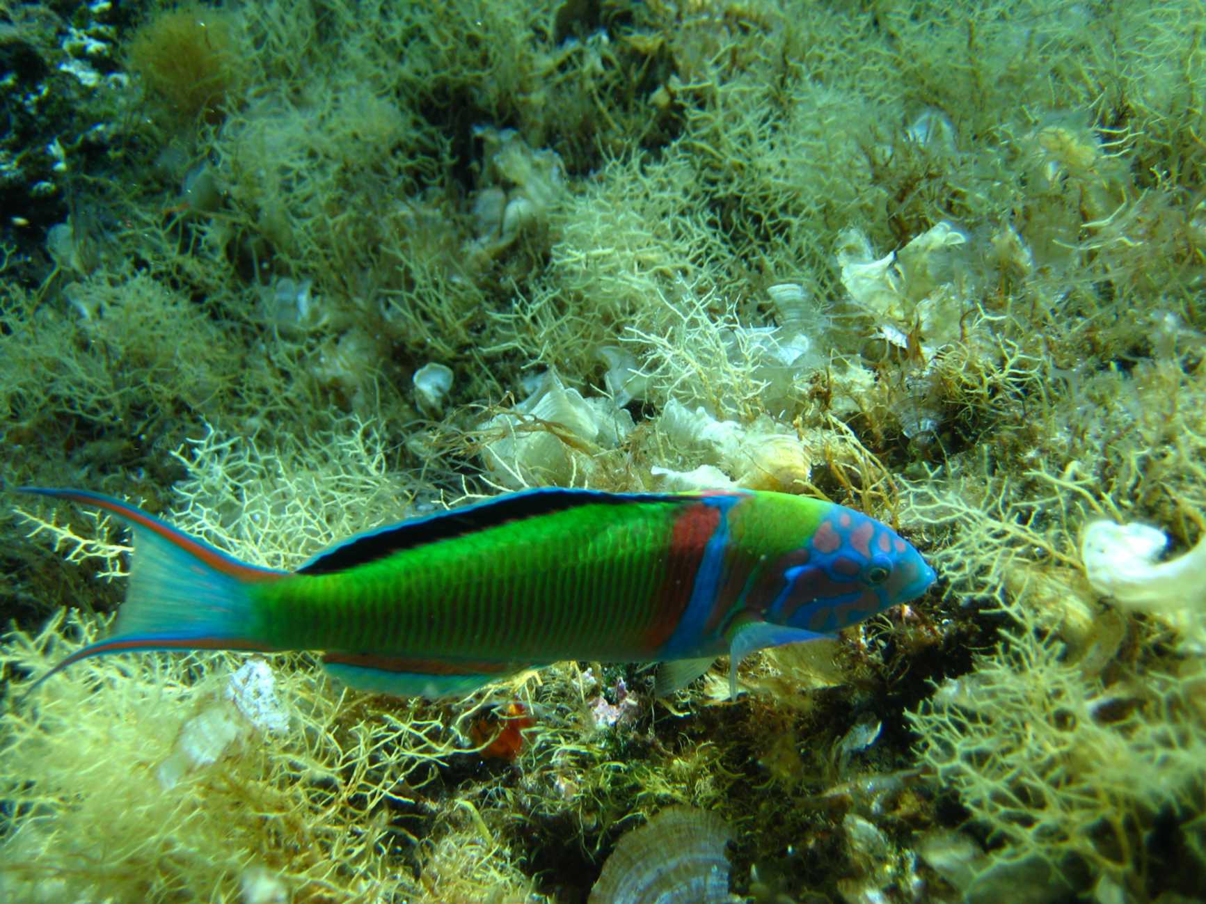 Thalassoma pavo