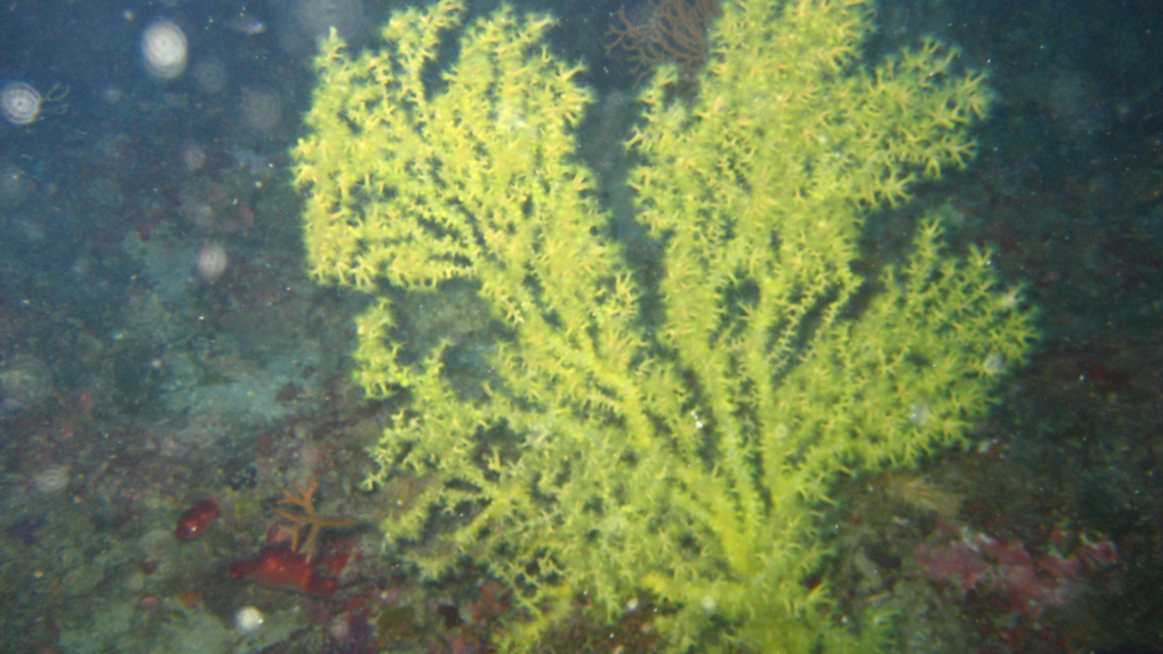 corallo nero Scilla e Simnia
