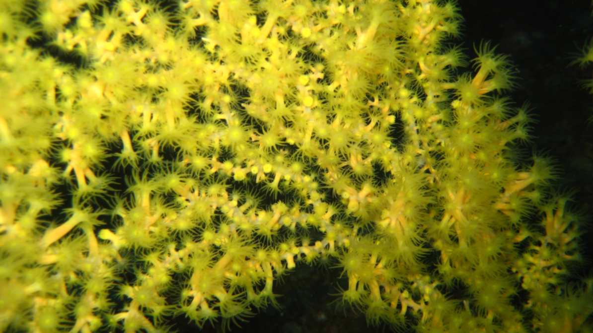 corallo nero Scilla e Simnia