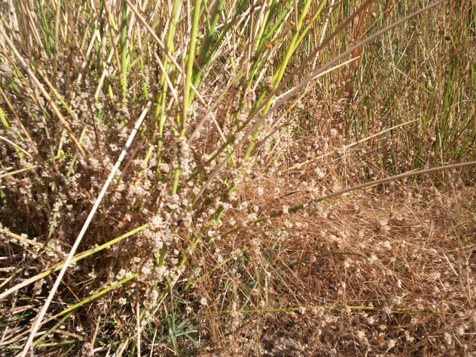 pianta parassita - Cuscuta sp.