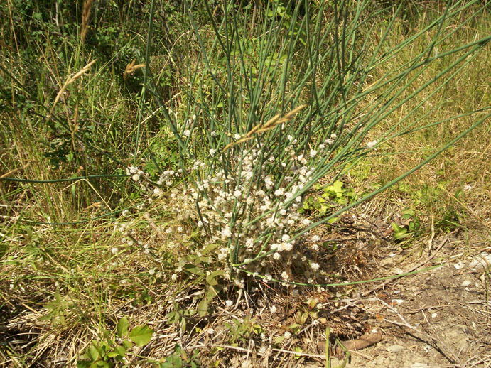 pianta parassita - Cuscuta sp.