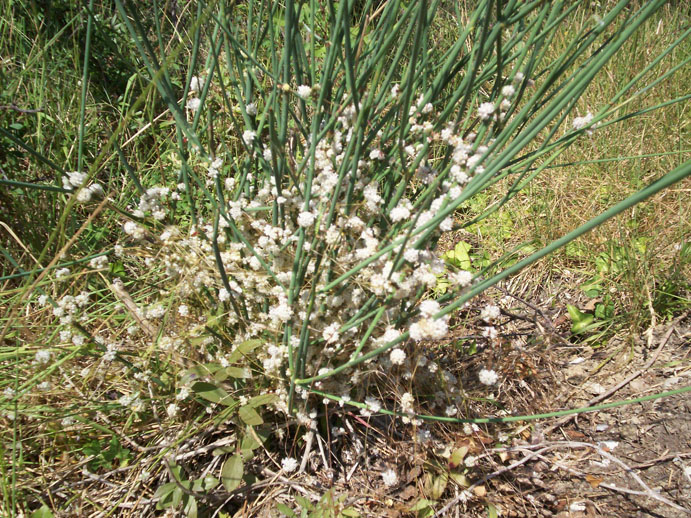 pianta parassita - Cuscuta sp.