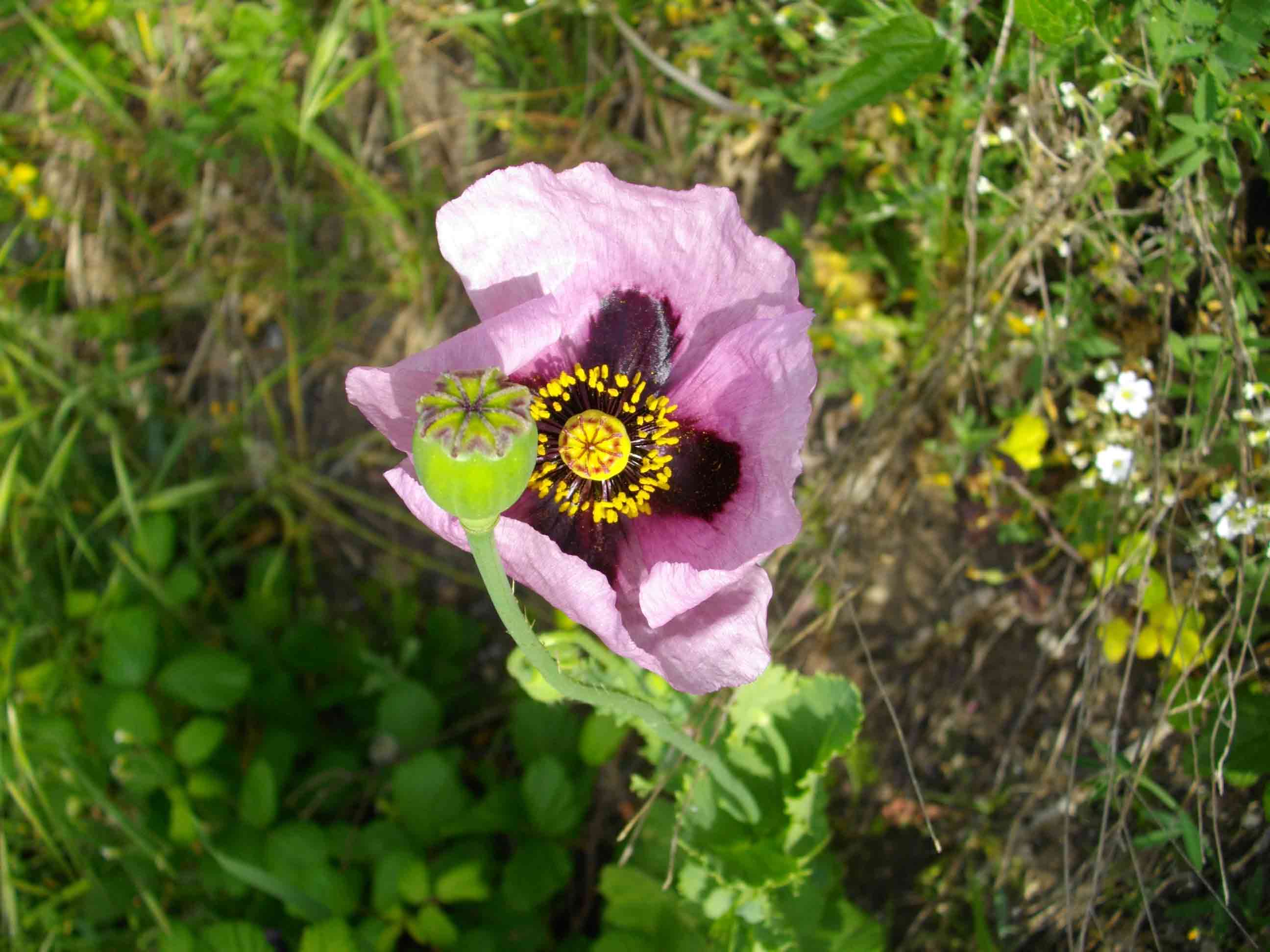 Papaver setigerum