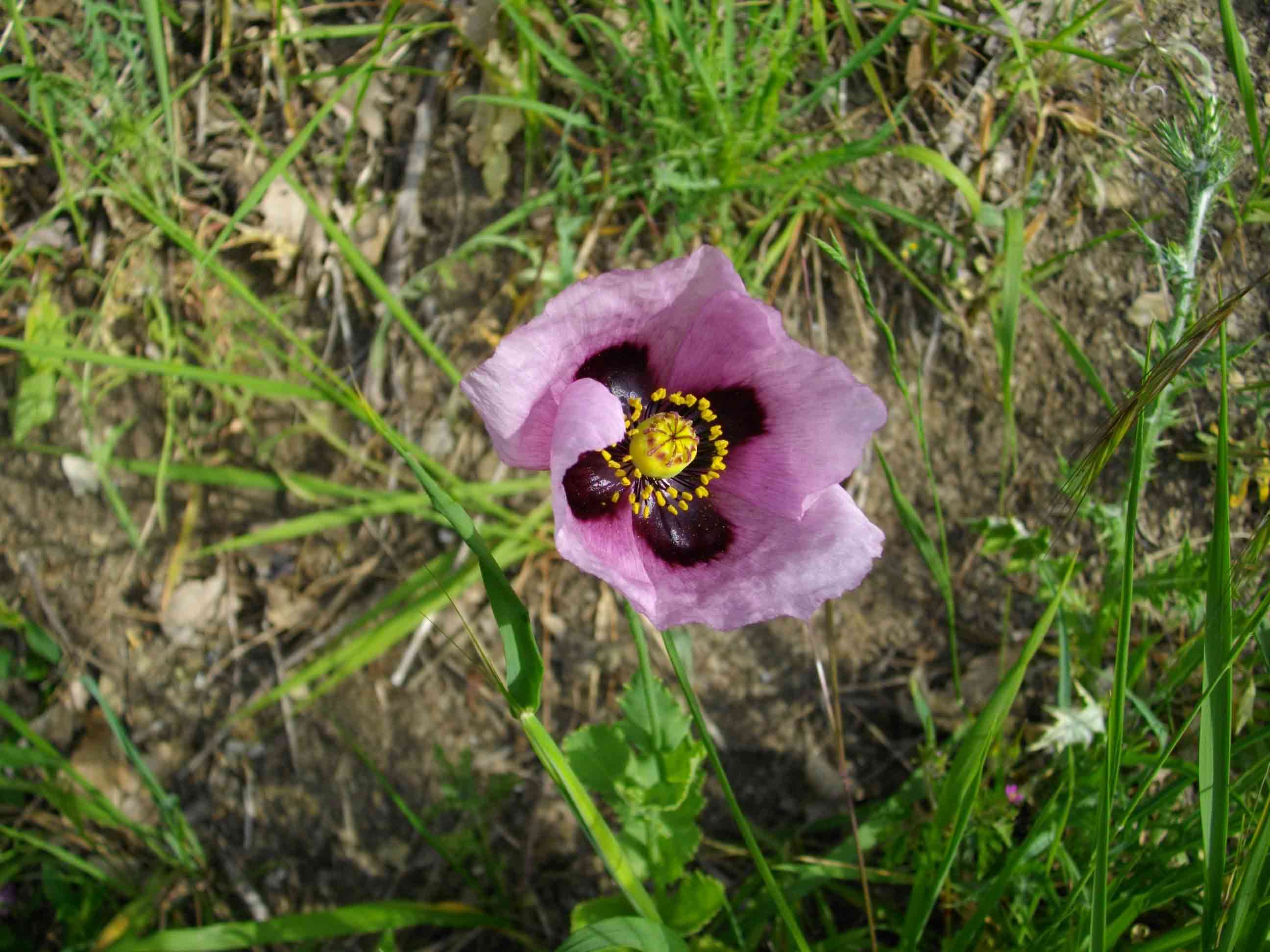 Papaver setigerum