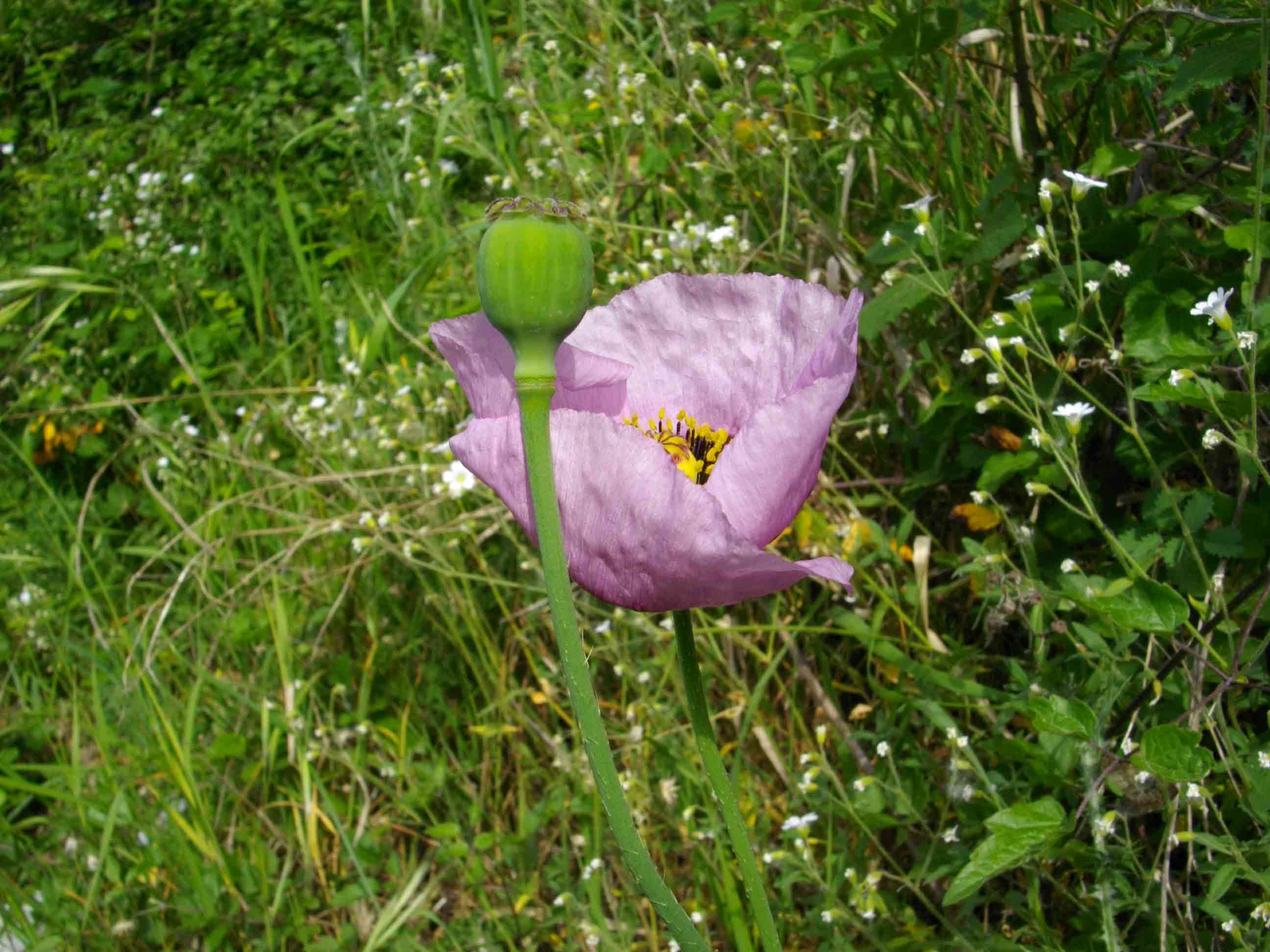 Papaver setigerum