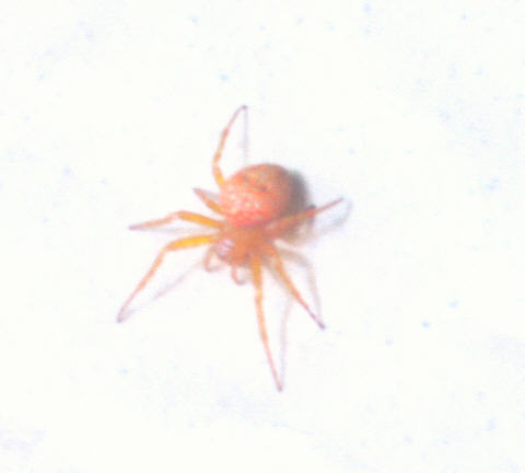 Araneus sp.