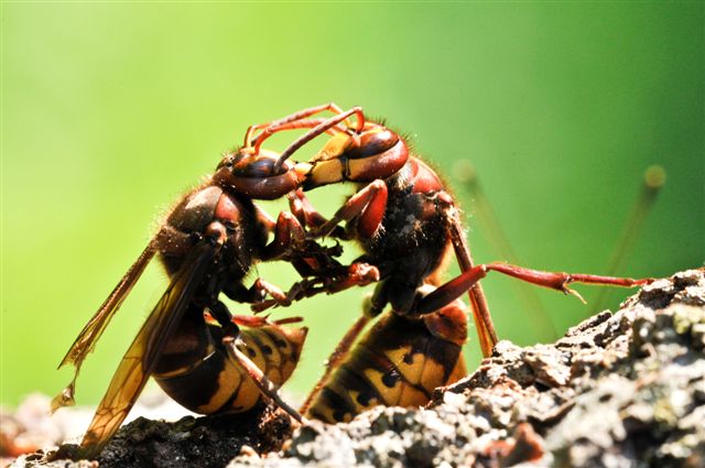 due Vespa crabro in lotta vicino ad una fonte di cibo